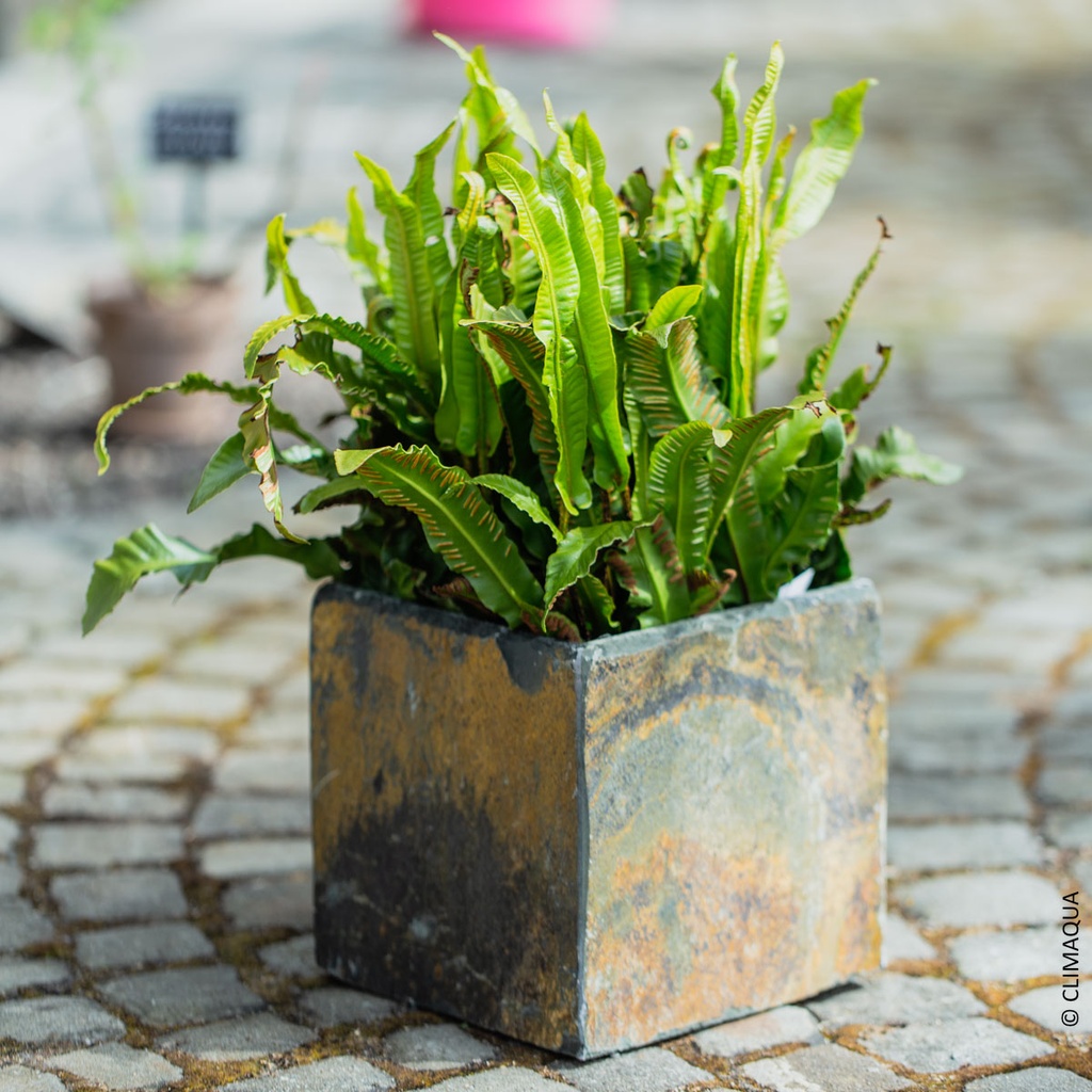 CLIMAQUA Planter Intérieur CUBI 21 Rusty